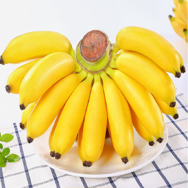 广西小米蕉香蕉新鲜水果3斤5斤9斤当季小米蕉整箱包邮