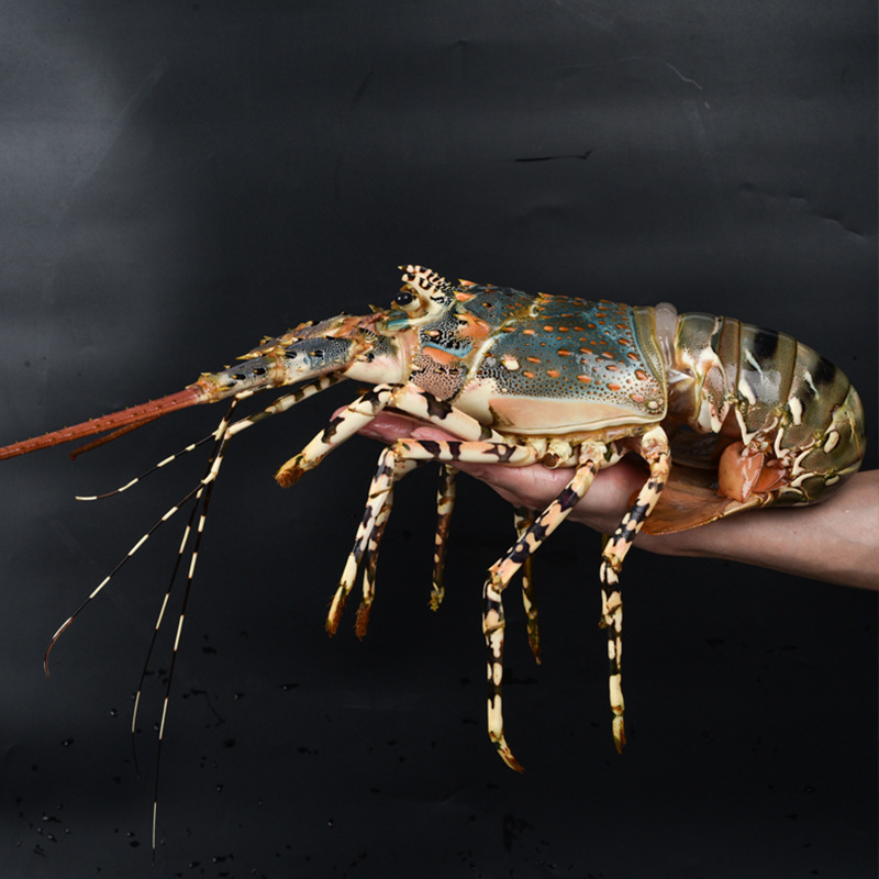 澳洲大花龙鲜活水产活冻中华锦绣龙虾海虾冷冻超大青