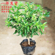 浓香夜来香花树苗九里香夜来香盆栽绿植花卉植物室内花苗当年开花