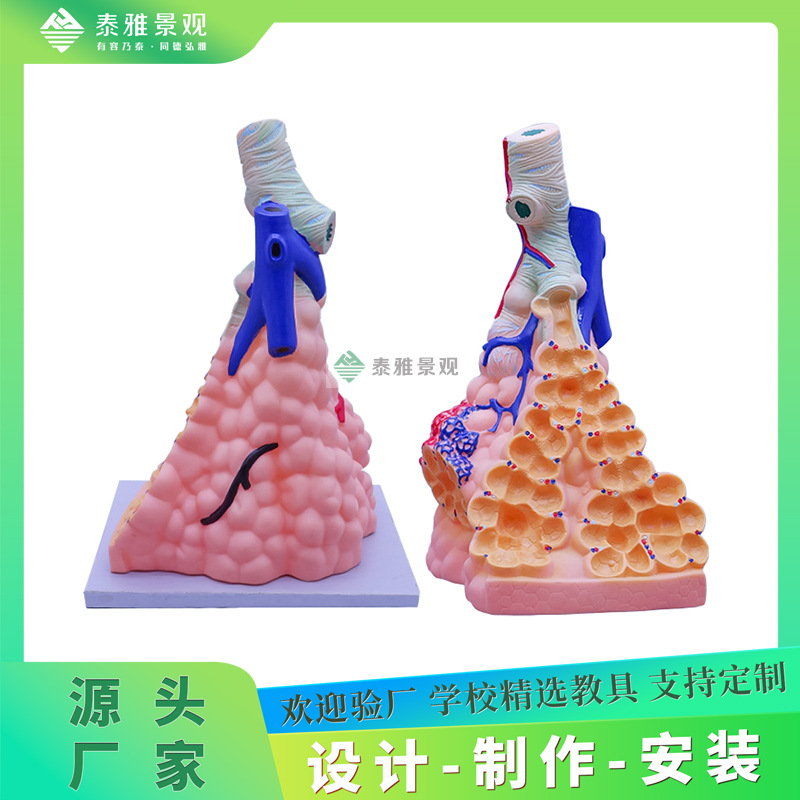 人体肺泡模型 人体内脏呼吸肺医学教学用肺部放大展示生物模型