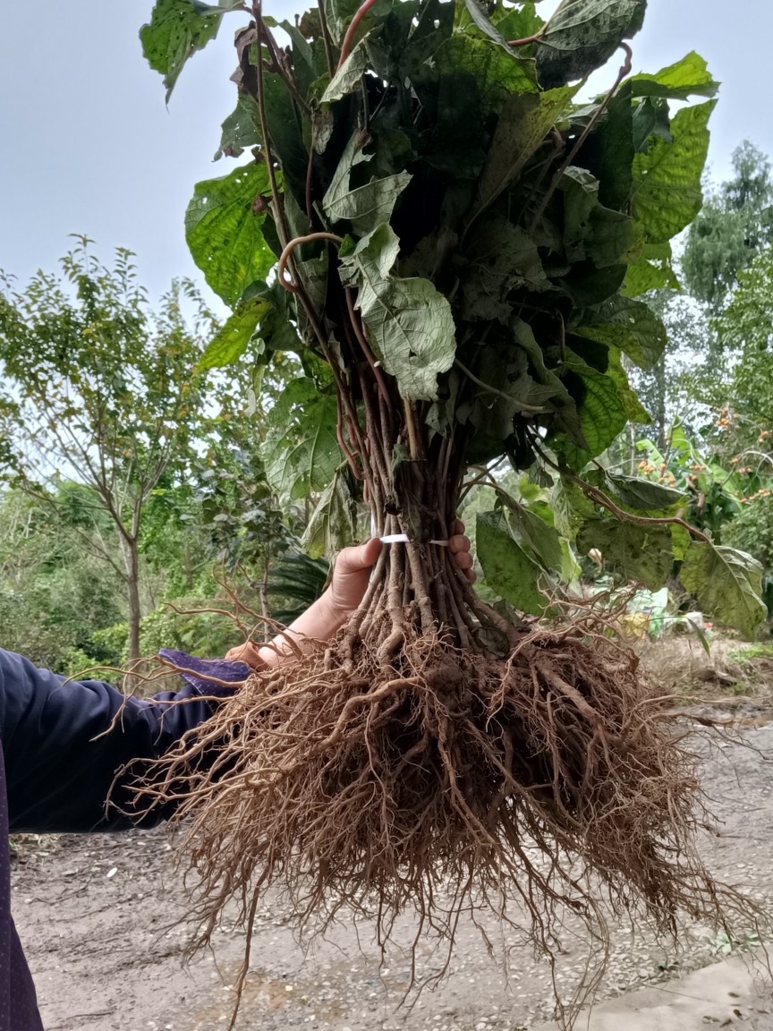 四川猕猴桃砧木苗奇异果直生苗现挖猕猴桃实生苗未接嫁接保湿发货