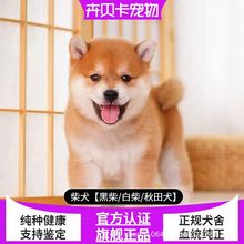 纯种日本柴犬幼犬活体小型赤色柴犬幼崽宠物狗赛级柴犬幼崽活物
