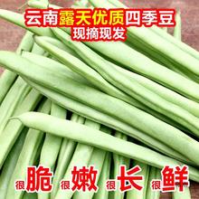 云南现摘新鲜四季豆豆角10斤长扁豆角生鲜蔬菜豌豆包邮芸豆刀豆