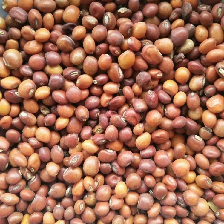 木豆种子 观音豆 柳豆 豆蓉 树豆 树黄豆 多年生护坡灌木种子