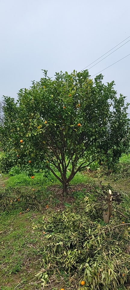 橘子树批发,桔子树产地批发,金桔树批发,橘子树价格.