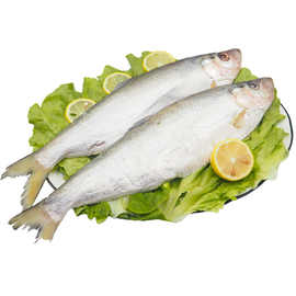 5斤包邮新鲜海鲜东海海鲜鳓鱼力鱼白鳞鱼冷冻力鱼海鲜水产