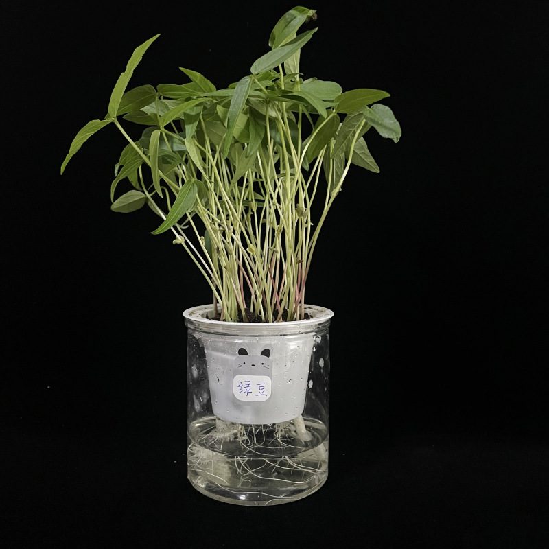 绿豆蚕豆豌豆红豆绿豆黄豆芸豆水培种子盆栽幼儿园学生观察绿植物