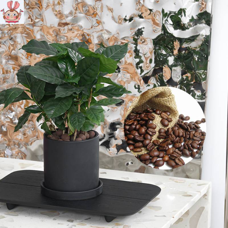 室内桌面植物花卉咖啡树果树树苗办公室桌面盆栽
