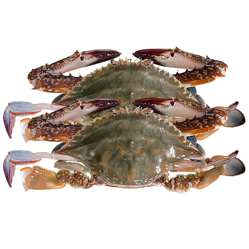 海鲜冻货批发新鲜冰冻梭子蟹鲜活速冻特大螃蟹母蟹海蟹水产可批发