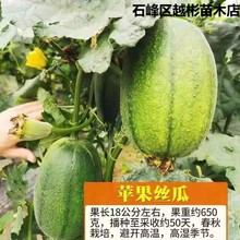 苹果丝瓜种子菜瓜种籽盆栽籽种家庭 种菜播种蔬菜菜籽四季种籽孑