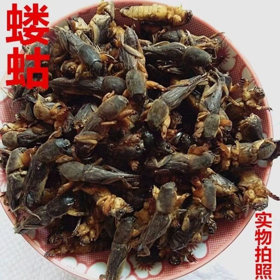 蝼蛄 土狗子野正品干货 拉姑 干蛐蛐精选整个250/500克批发包邮