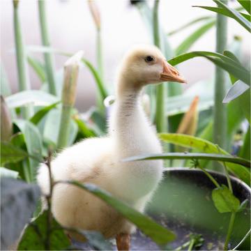 一斤小鹅活苗纯种白鹅苗皖西鹅四季鹅大种三花鹅高产蛋鹅苗活体