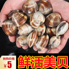 海鲜水产批发 鲜活虎皮贝美贝海捕鲜活贝类花甲蛤蜊 餐饮食材供应