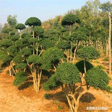 庭院景观造型树小叶女贞球形苗别墅绿化篱笆围墙植物观叶四季常青