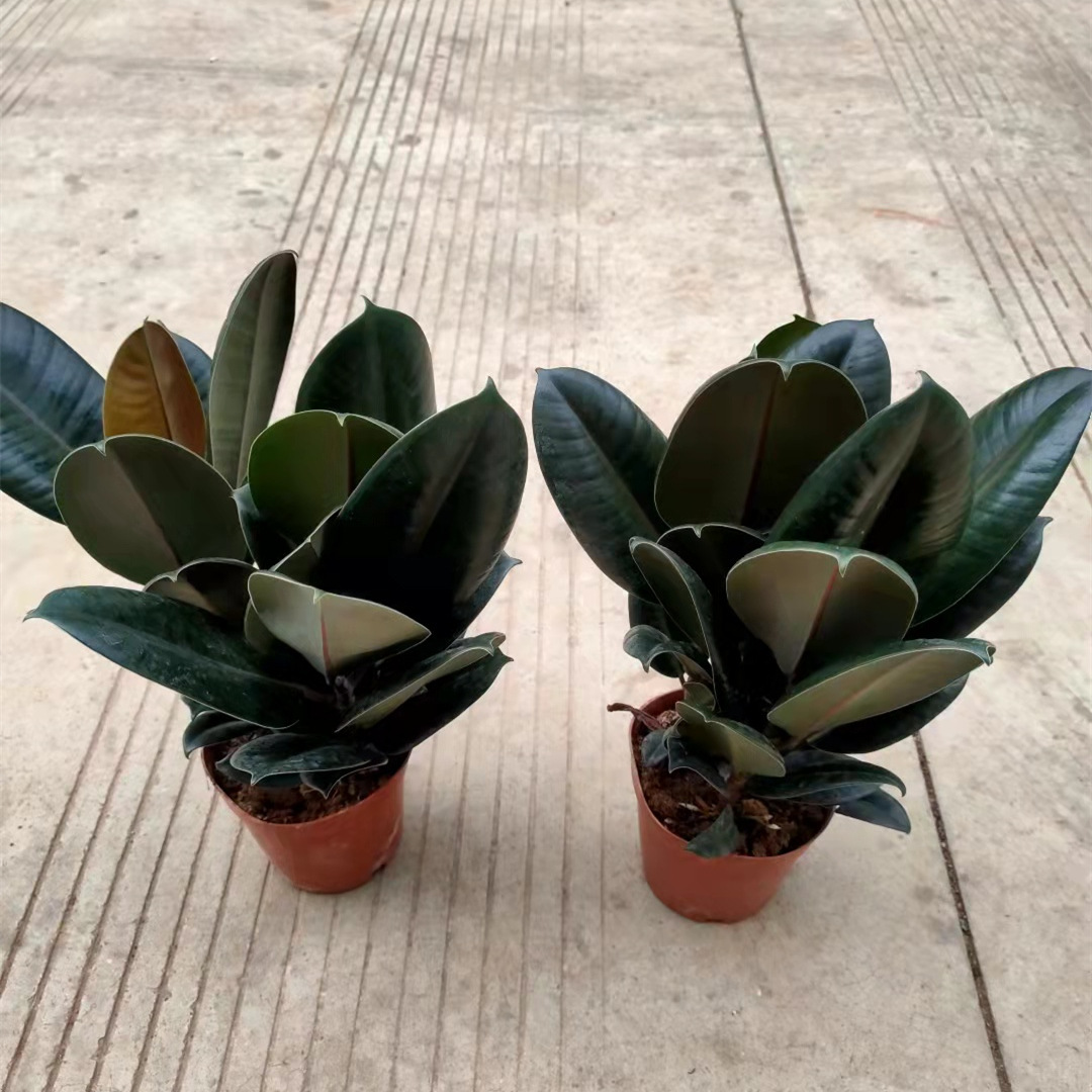 150#黑金刚橡皮树美国榕小盆栽绿植花卉办公室桌面植物一件18盆