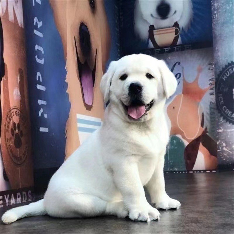 拉布拉多幼犬纯种活体幼崽拉布拉多犬导盲犬金毛犬大型犬宠物狗狗