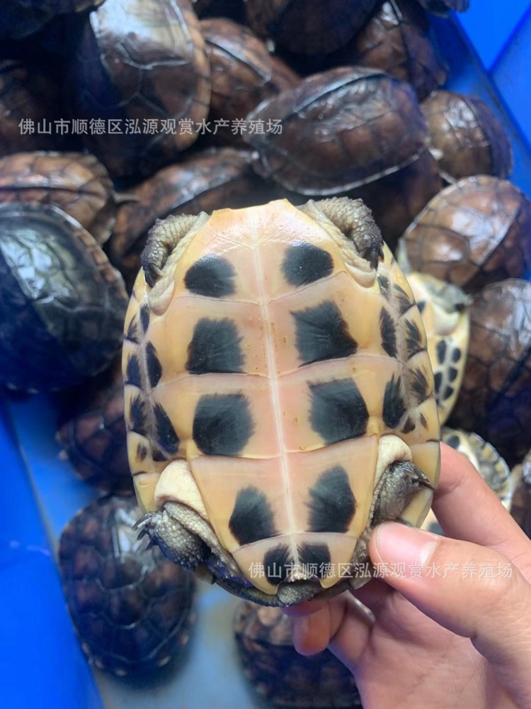[石金钱] 南石龟北石龟浅水龟活体小乌龟人工合法繁育养殖场批发