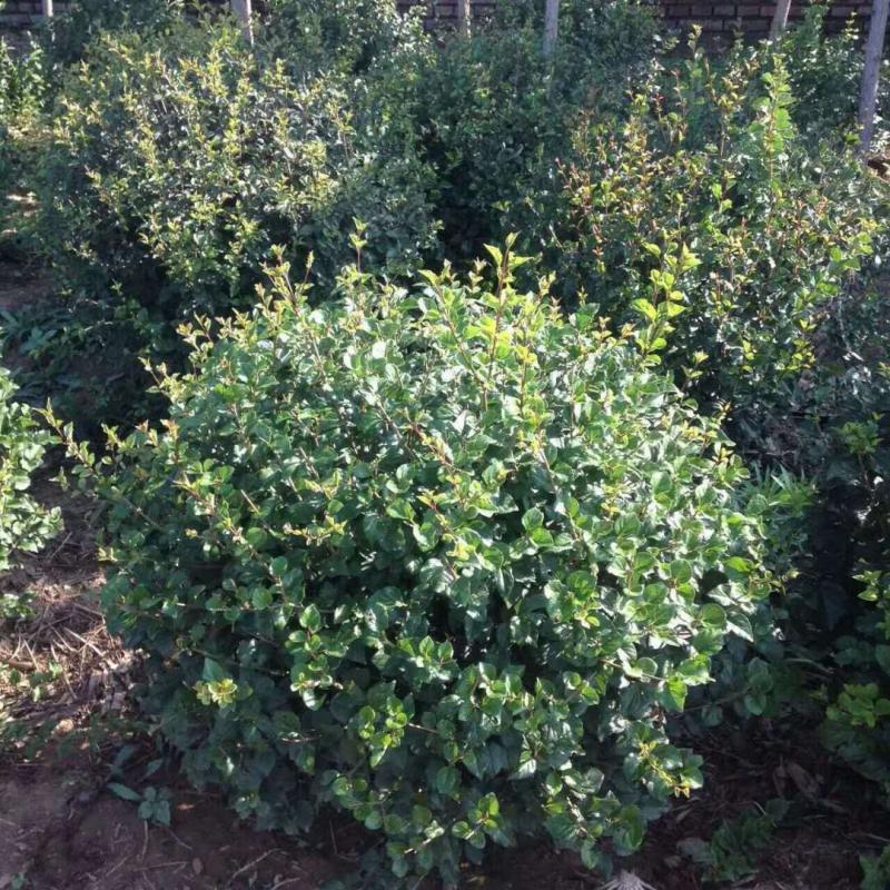 小叶丁香绿化树苗