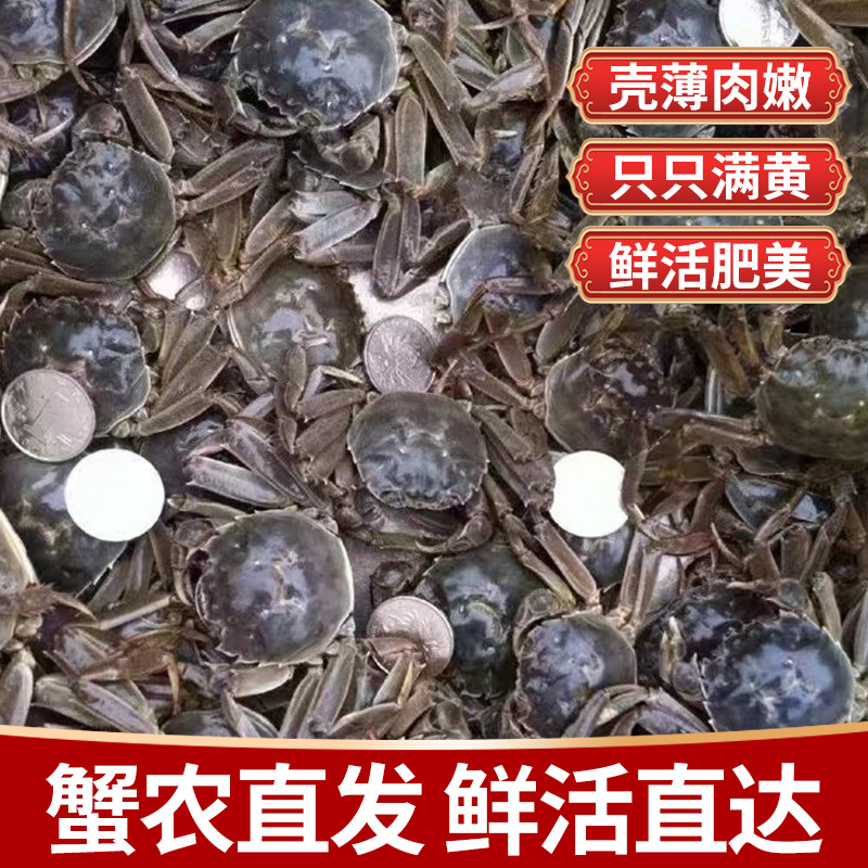 现货满黄鲜活小螃蟹活得全母一元蟹二元蟹大闸蟹河蟹毛蟹批发销售
