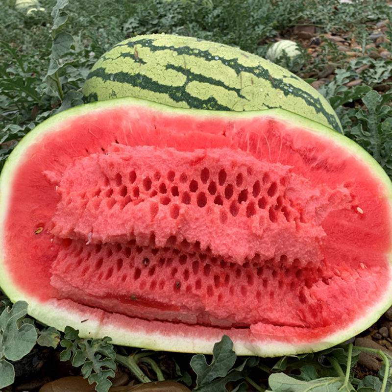 【德邦包邮】宁夏中卫硒砂瓜新鲜沙漠西瓜超甜多汁西瓜孕妇水果