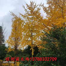 桂林银杏苗木产地直供 行道树25-35公分