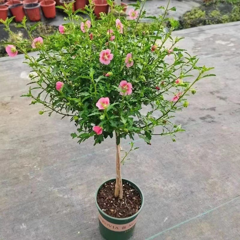 棒棒糖木槿花盆栽重瓣花卉庭院植物耐寒好养绿植阳台观花草可食用