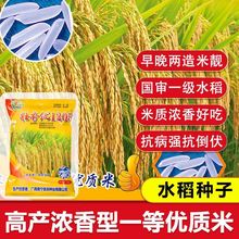 国标一级米杂交水稻种子长粒香米高产谷种稻谷包邮优质穗大高产