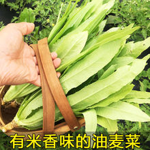 甜香油麦菜种子籽春夏秋冬四季庭院青菜菜种籽阳台盆栽种蔬菜种孑