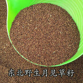 东北月见草籽 山芝麻 野芝麻 月见草籽 山芝麻 500克