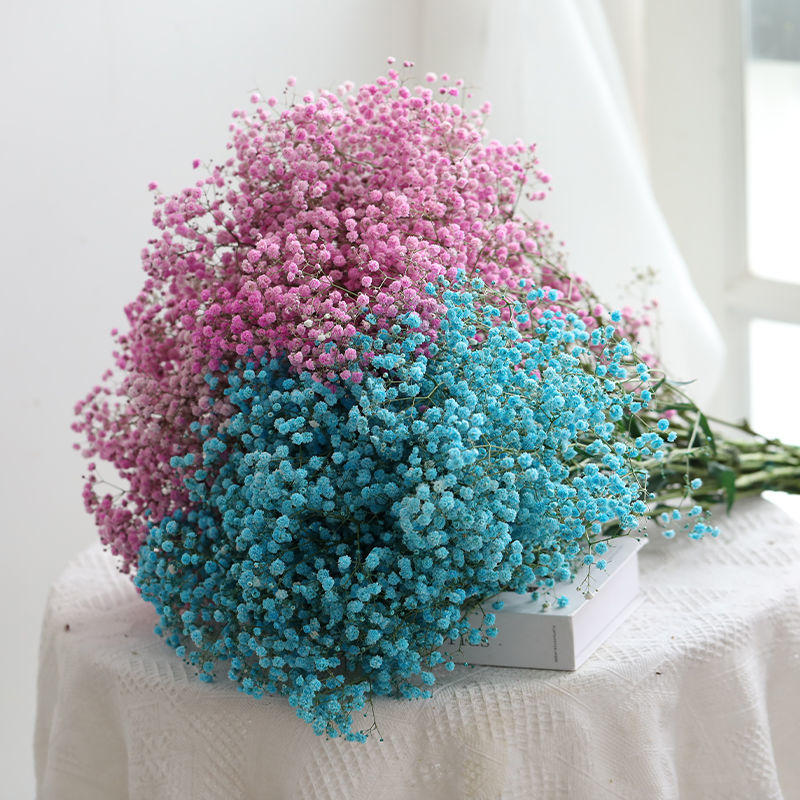满天星干花大量批发花束客厅摆设插花鲜花真花大束生日礼物女花束