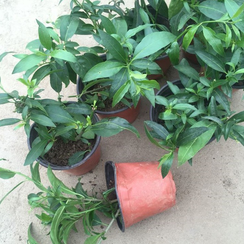 夜来香盆栽树苗室内阳台绿植花卉办公驱蚊香植物