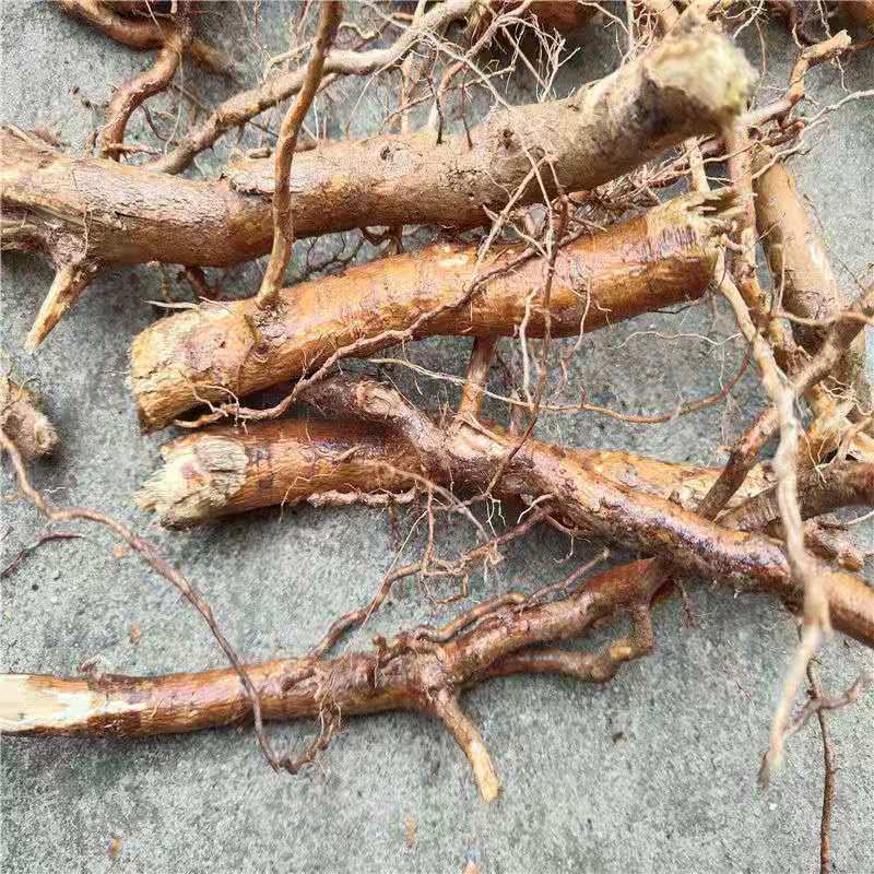 现挖黄荆根,五指风,黄荆条根,黄荆子,布荆条 品500克真货好货