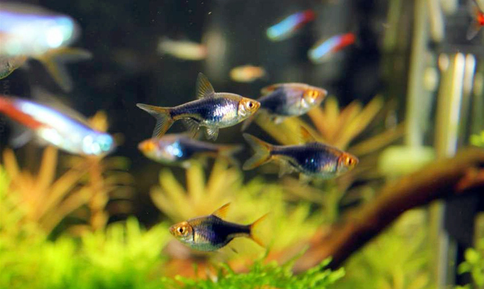 热带 观赏鱼 三角灯鱼 紫色鱼紫蓝三角灯鱼 灯科鱼 灯鱼 草缸鱼