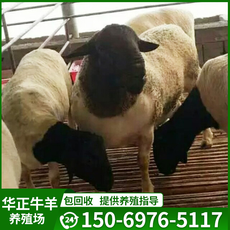 哪里有卖杜泊绵羊的多少钱一只  杜泊绵羊纯种黑头杜泊羊