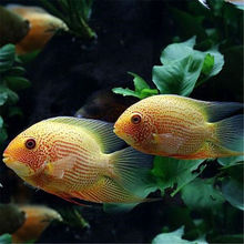 金菠萝喷点菠萝鱼肯梅塔热带鱼活体水族宠物鱼淡水中型鱼活体鱼苗