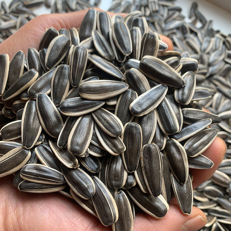 新货363生瓜子葵花籽内蒙古新鲜原味大颗粒5斤包邮散装炒货零食