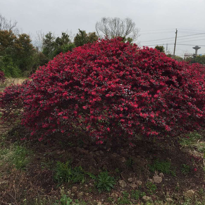 绿化球类红花继木球 红梽木60公分-3米冠幅大型球 精品球园林绿化