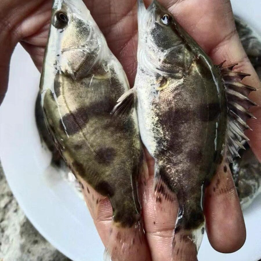 桂鱼苗二两淡水观赏鱼鳜鱼苗10公分冷水宠物溪流鱼桂花鱼苗批发