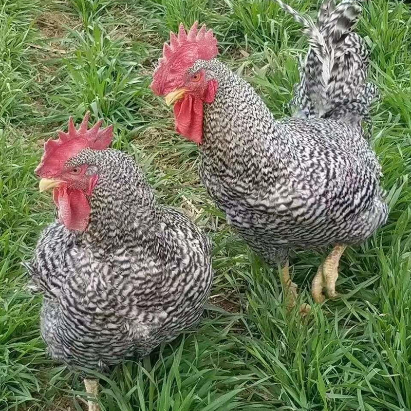 散养芦花鸡现货价格不高量大包邮芦花鸡苗批发零售半大芦花鸡生态