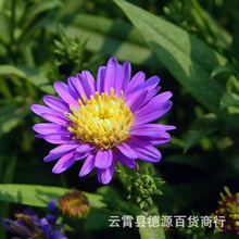 荷兰菊花种子姬小菊多年生阳台庭院盆栽播种耐寒种籽植物花卉种子