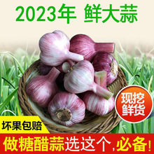 2023年河南鲜蒜 10斤现挖新鲜大蒜头紫皮湿大蒜新蒜5斤装腌糖蒜