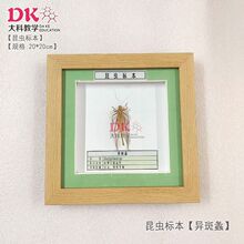 大科厂家直销 昆虫标本 展示教学 脊步甲巨多鳃金龟黄粉虫异斑螽