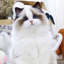 纯种布偶猫咪幼猫活物海双蓝双赛级仙女猫幼崽波斯系长毛宠物猫