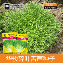 苦菊种子四季盆栽菜园花叶黄心鸟巢苦苣种籽碎叶细叶苦苣菜种孑籽