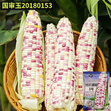 北京四海京甜糯807玉米大棒甜加糯1比3粘黏白甜糯玉米种子蔬菜籽
