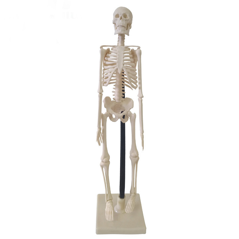 QH Human Skeleton Biological Model Detachable Medical Teaching Skull Bone Doctor Office Decoration Display