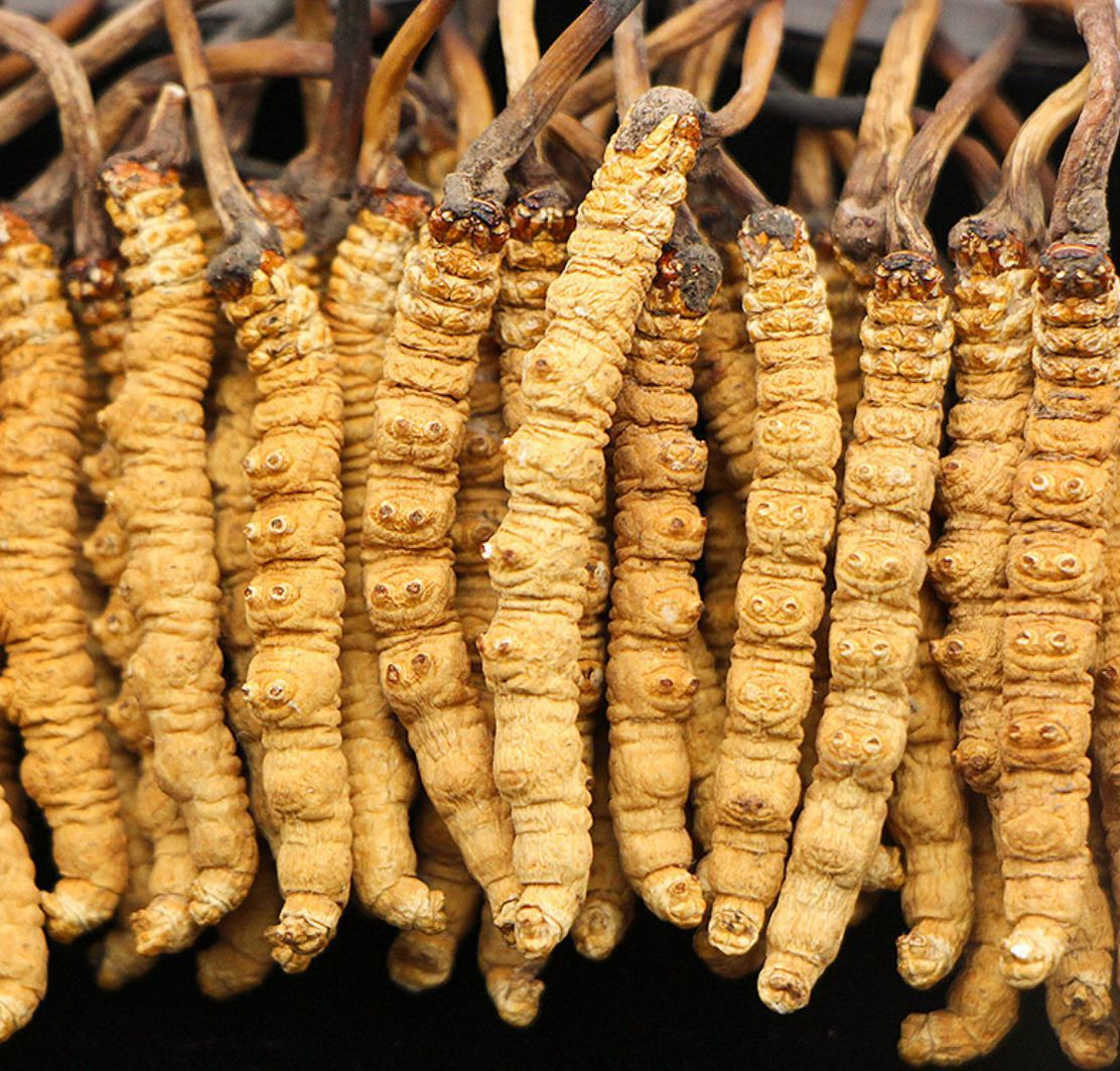cordyceps sinensis冬虫夏草正品新鲜冬虫夏草虫草正品干货礼盒装