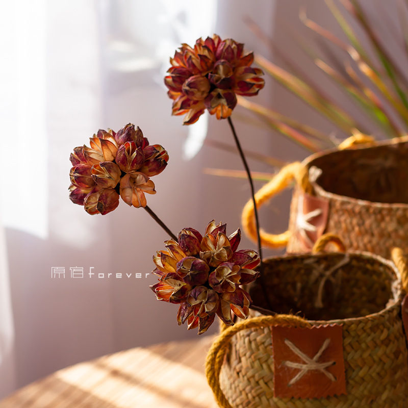 干花花朵图片-海量高清干花花朵图片大全 - 阿里巴巴