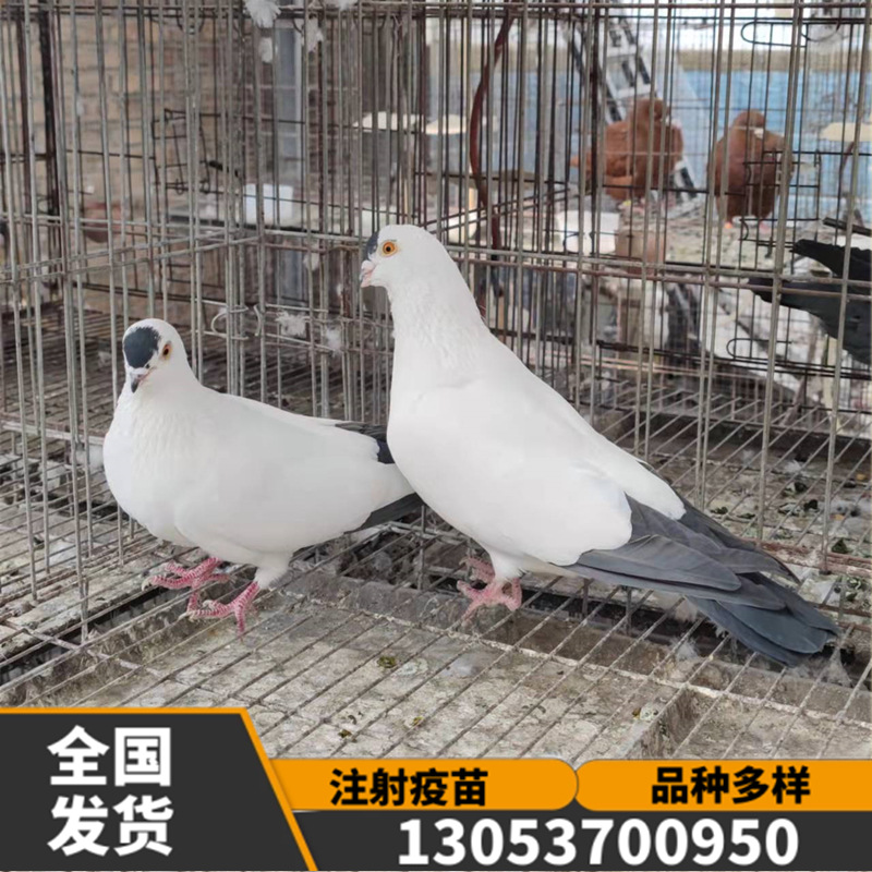 毛脚两头乌鸽子 两头红鸽 铁翅点子 红点子鸽 金眼白观赏鸽