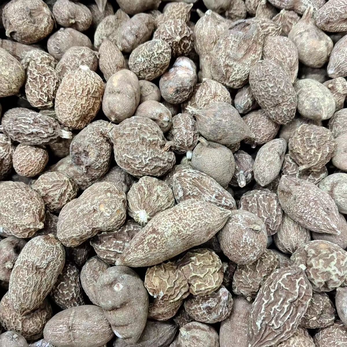 云南野山慈菇干货山茨菇500克金灯朱姑鹿蹄草无义草批发包邮精品